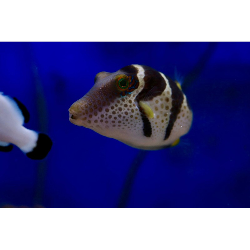 Valentini Pufferfish (Canthigaster valentini) aka Black saddled toby