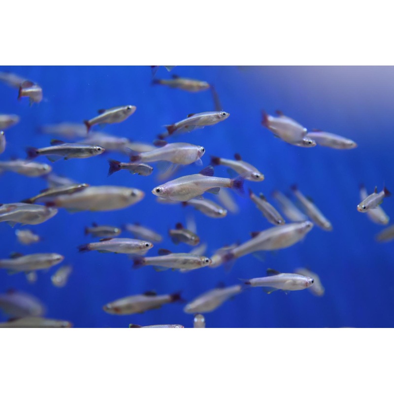 White Cloud Mountain Minnow (Tanichthys albonubes)