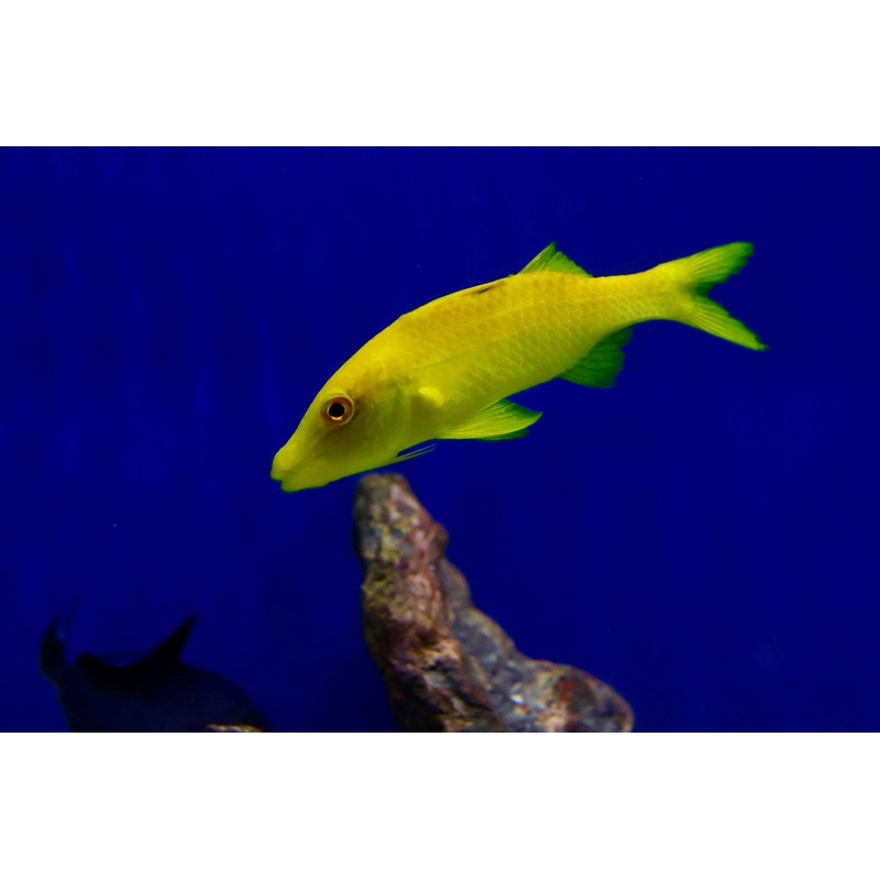 Yellow Goatfish (Parupeneus cyclostomus)