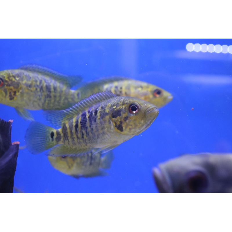 Yellow Jacket Cichlid (Parachromis fredrickstali) 8cm