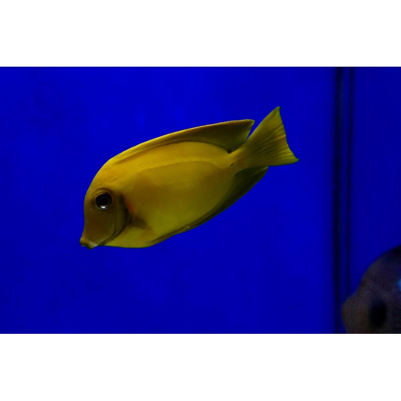 Yellow Mimic Tang (Acanthurus pyroferus)
