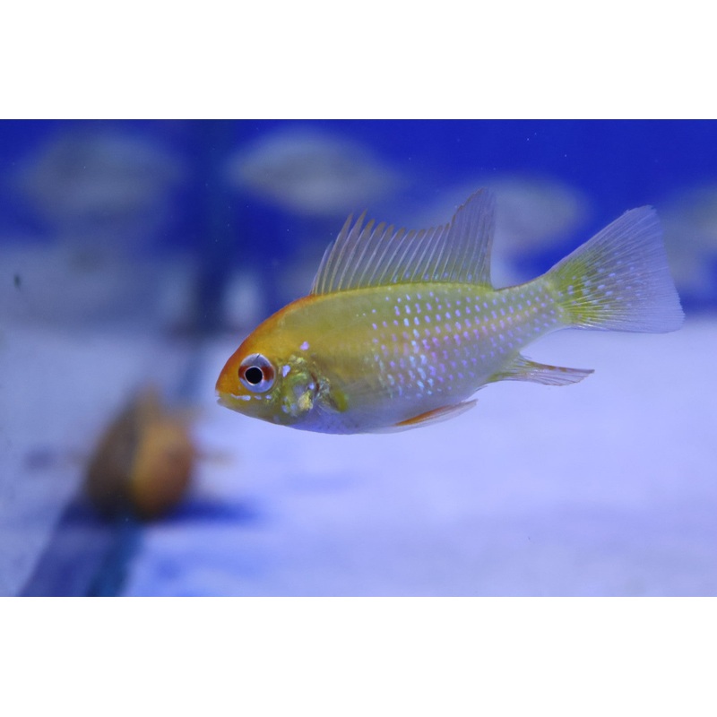 Yellow Ram (Microgeophagus Ramirezi var. Gold) 3.5cm