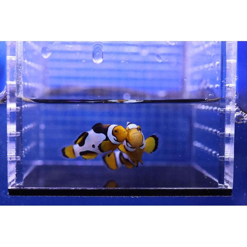 A Grade Picasso Clownfish PAIR 1 of 2 (Amphiprion percula)