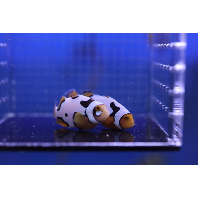 A Grade Picasso Clownfish PAIR 2 of 2 (Amphiprion percula)