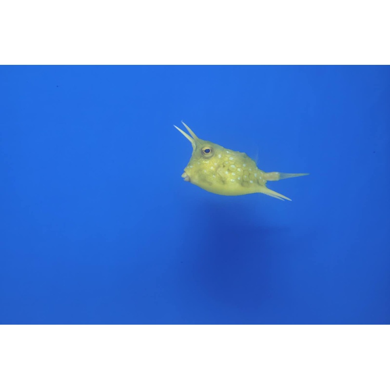 Longhorn Cowfish (Lactoria cornuta)