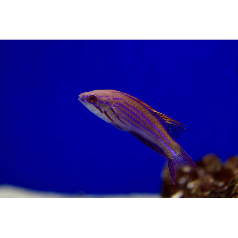 McCosker Flasher Wrasse (Paracheilinus mccoskeri)