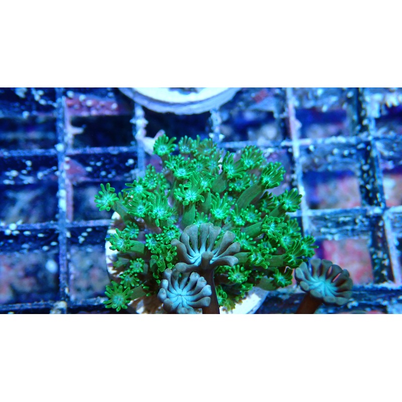 Mystery Frag $20ea or 3 for $50!