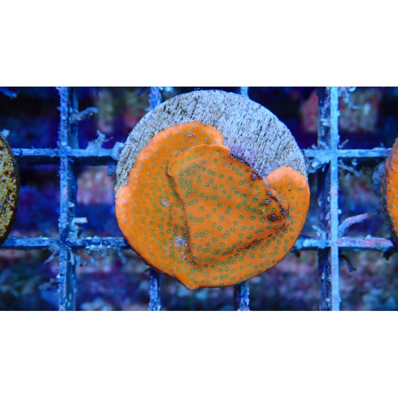Mystery Frag $30ea or 3 for $75!