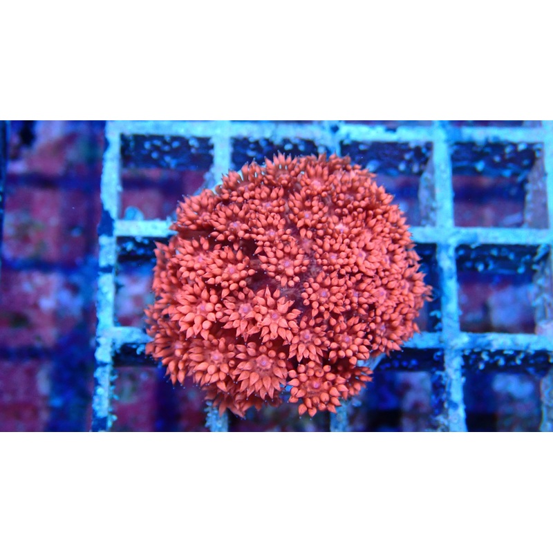 Mystery Frag $75ea or 3 for $190!