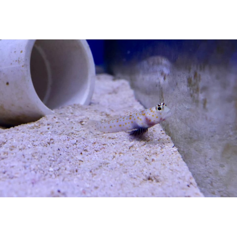 Orange Spot Watchman Goby (Amblyeleotris guttata)