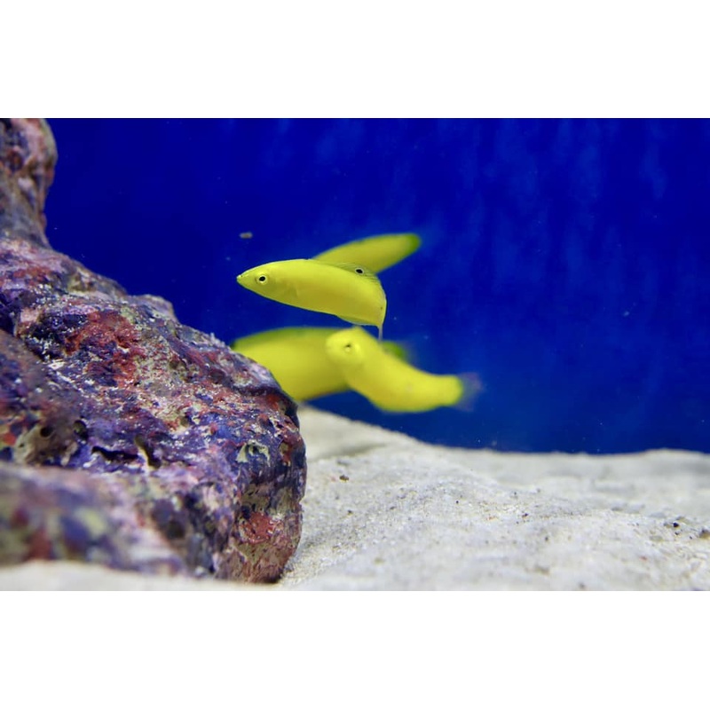 Yellow Coris Wrasse (Coris picta)