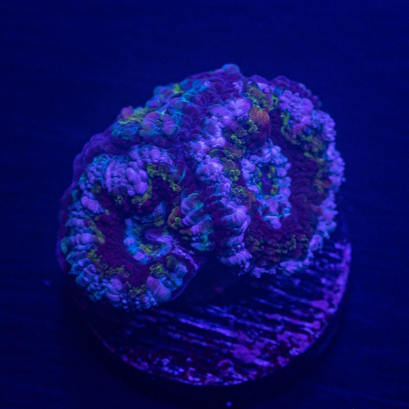 Blues Clues Acan