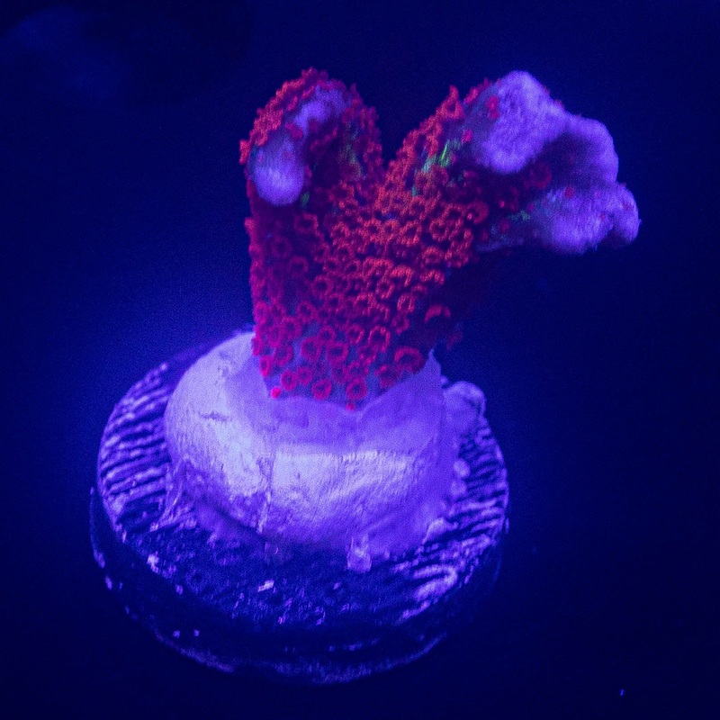 Bubblegum Digitata