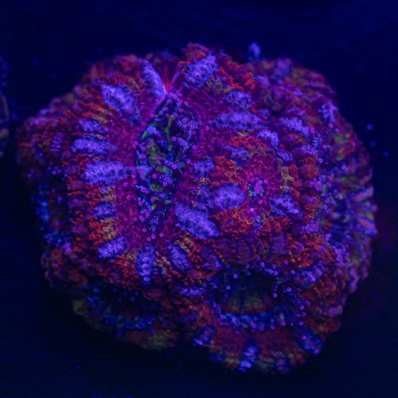 Crazy Clown Acan