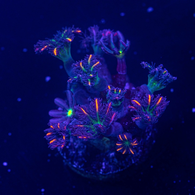 Firework Clove Polyps