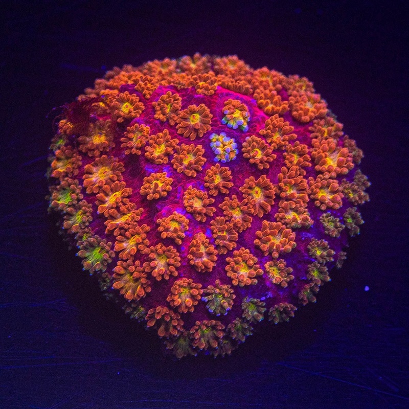 Fruit Loops Bernardpora