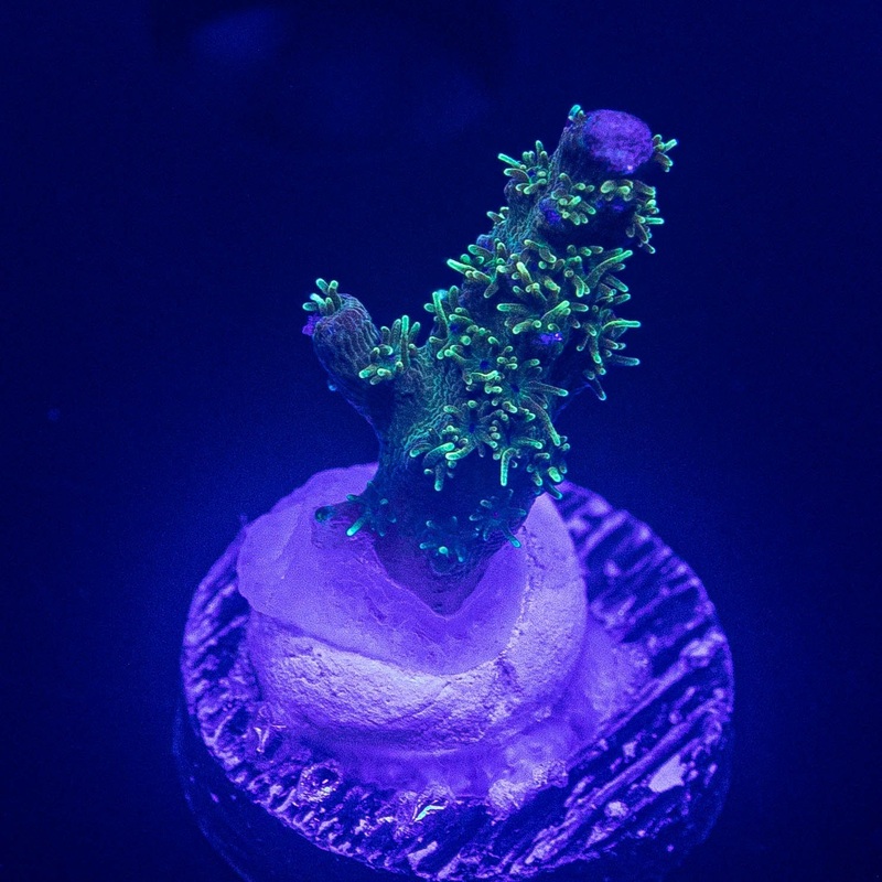 LRO Purple Haze