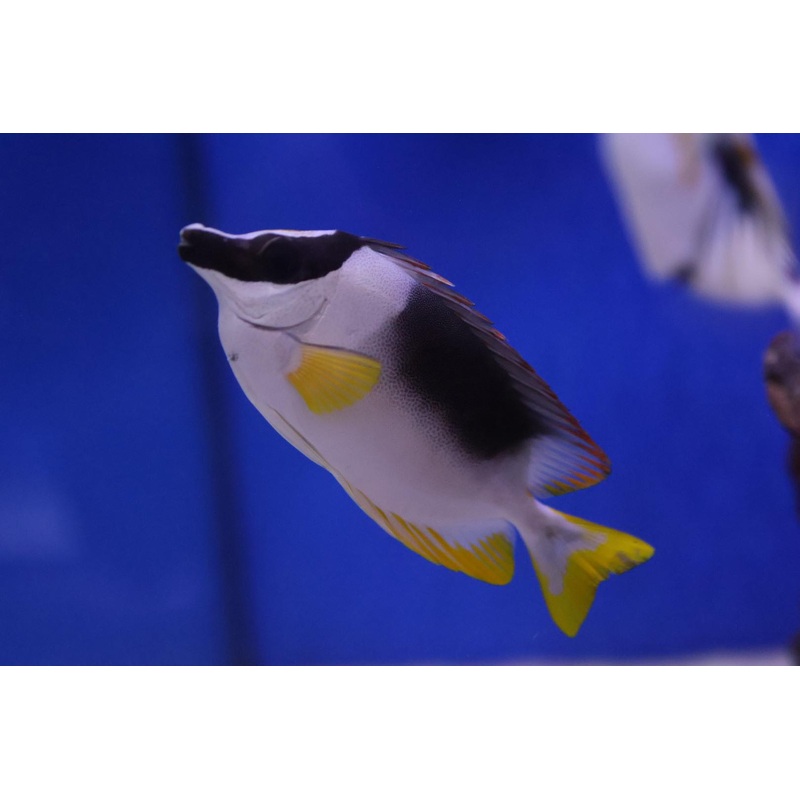 Magnificent Foxface (Siganus magnificus)