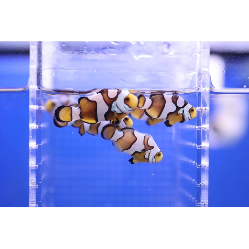Misbar Clownfish (Amphiprion percula)