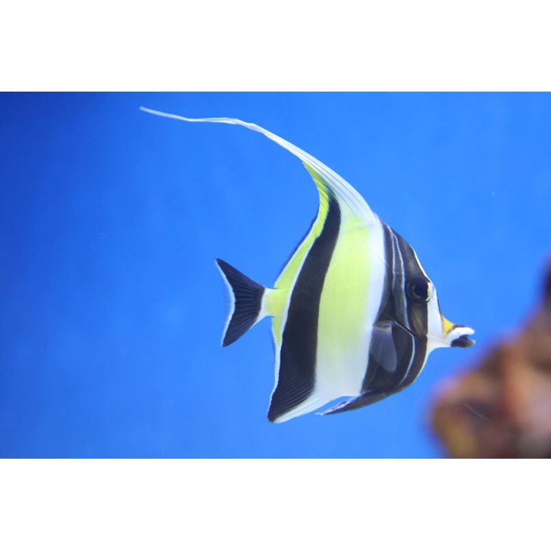 Moorish Idol (Zanclus cornutus)