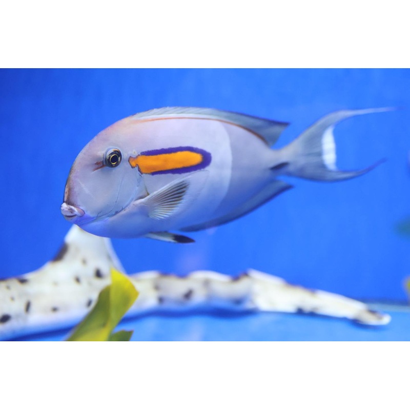 Orange Shoulder Tang (Acanthurus olivaceus)
