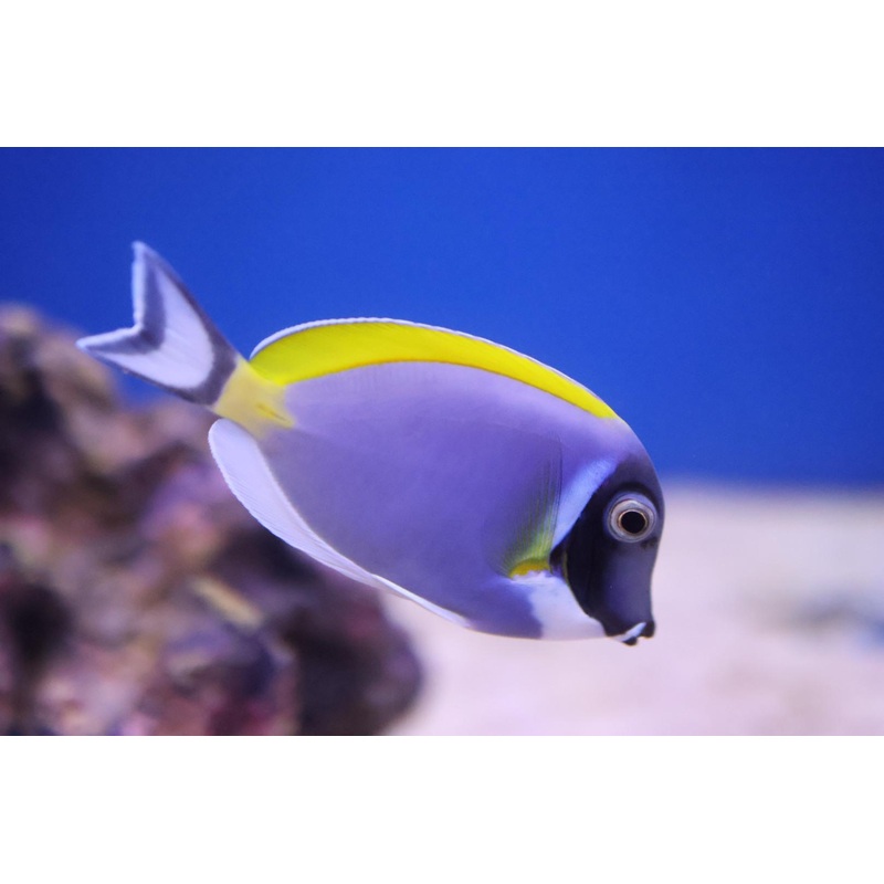 Powdered Blue Tang (Acanthurus leucosternon)