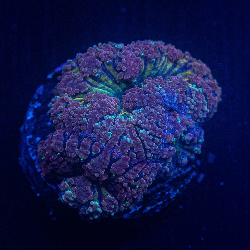 Purple Monster Blasto