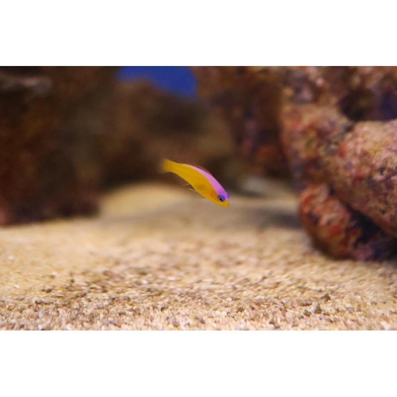 Purple Stripe Dottyback (Pseudochromis diadema)