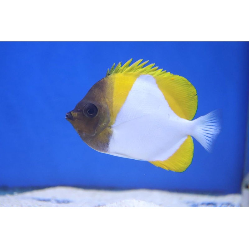 Pyramid Butterflyfish (Hemitaurichthys polylepis)