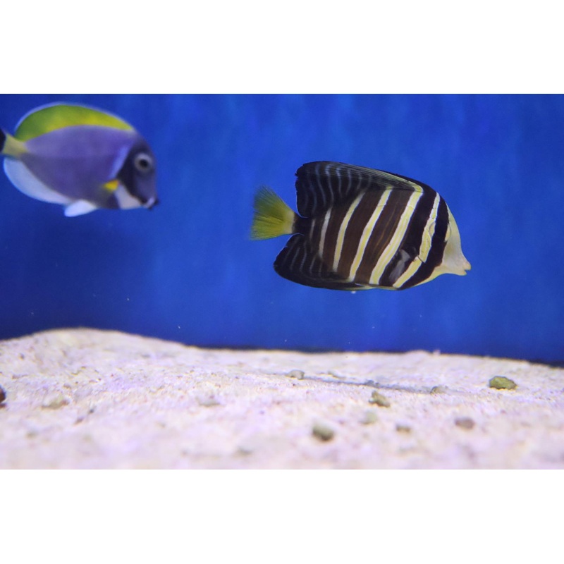 Sailfin Tang (Zebrasoma veliferum)