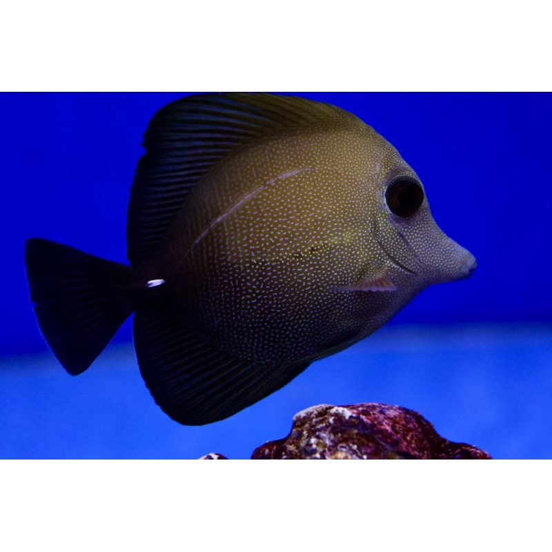 Scopas Tang (Zebrasoma scopas)