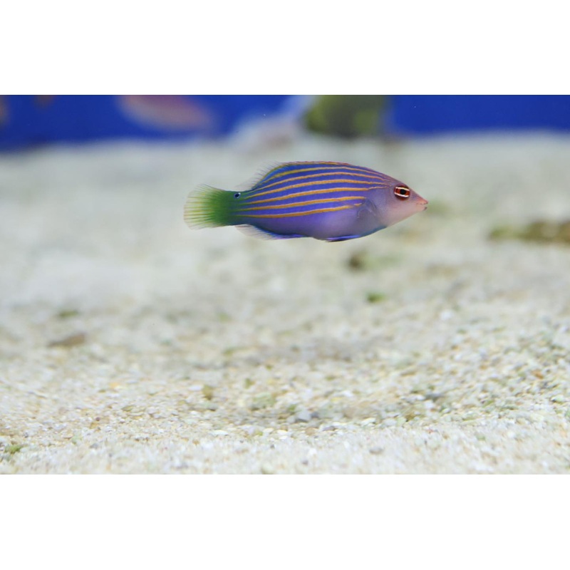 Six-Line Wrasse (Pseudocheilinus hexataenia)