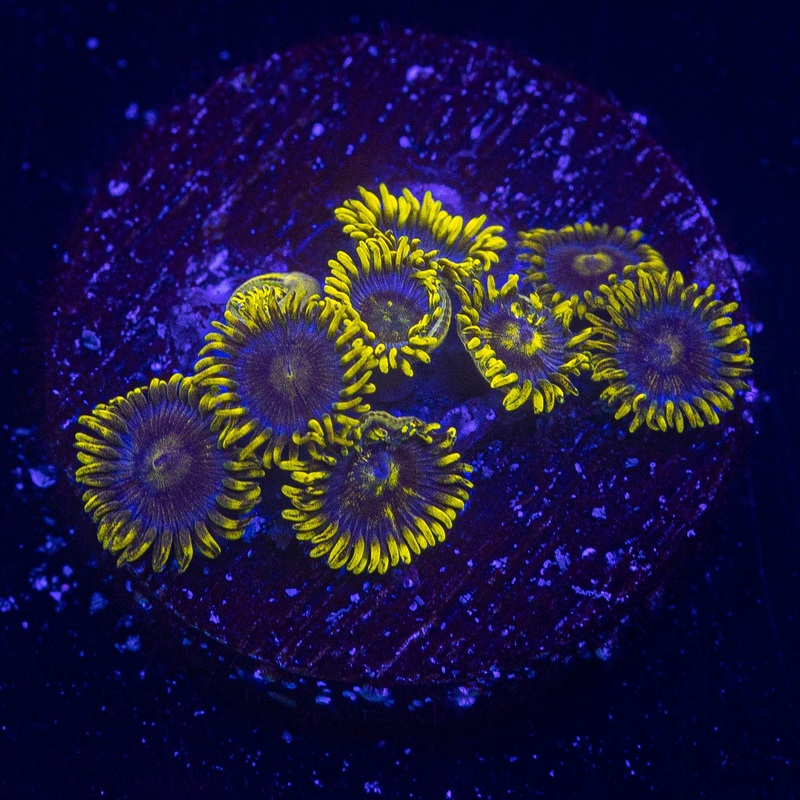 Smurfette Zoas