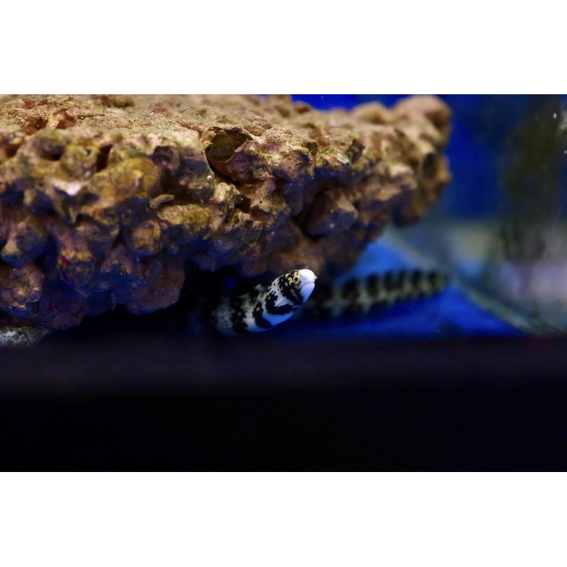 Snowflake Eel (Echidna nebulosa)