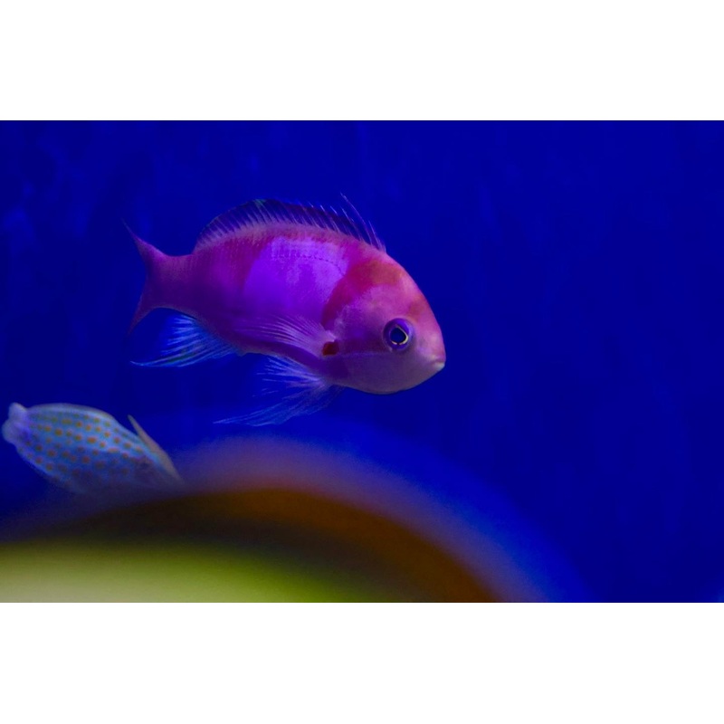Squareblock Anthia Male (Pseudanthias Pleurotaenia)