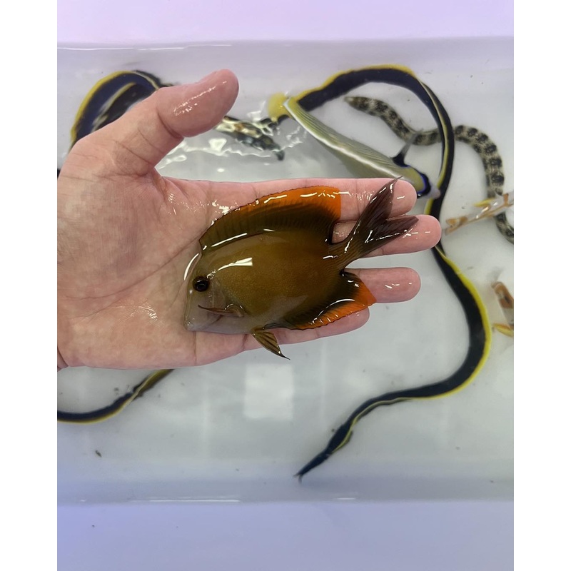 Tomini Tang (Ctenochaetus tominiensis)
