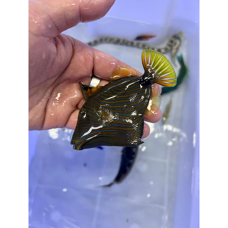 Undulated Triggerfish (Balistapus undulatus)