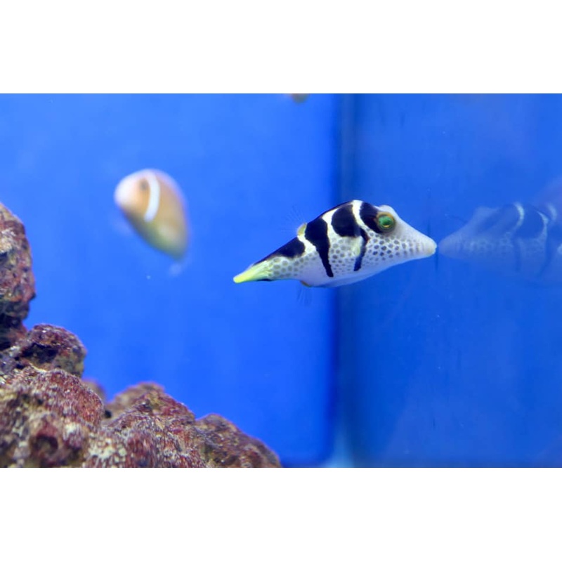Valentini Puffer (Canthigaster valentini)
