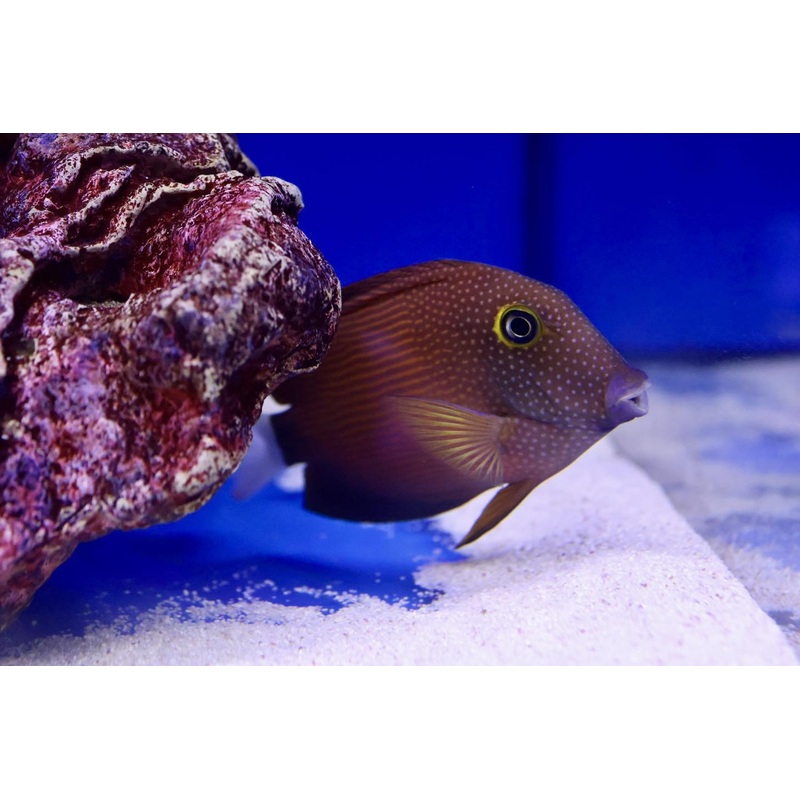 White Tail Kole Tang (Ctenochaetus flavicauda)