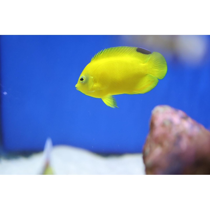 Woodheadi Angelfish (Centropyge woodheadi)