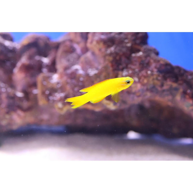 Yellow Assessor (Assessor flavissimus)