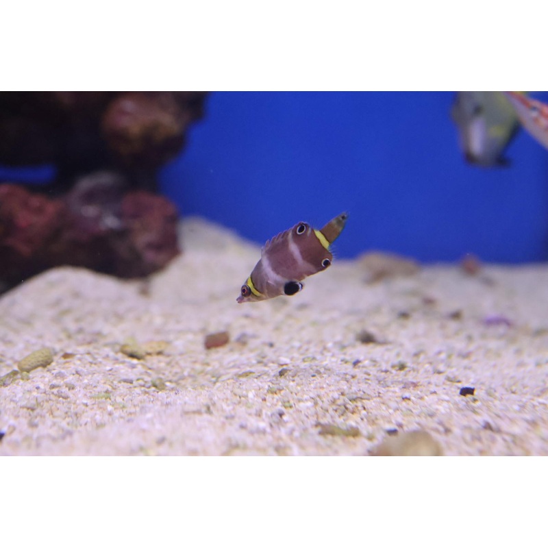 Yellow Banded Possum Wrasse (Wetmorella nigropinnata)