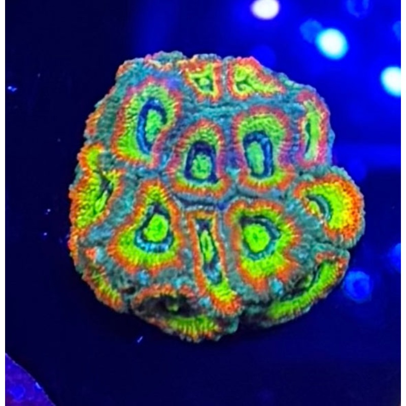 F2M Holy Grail Micromussa