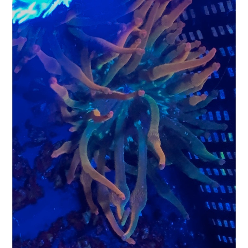 Nexus Burst Anemone (Elijah)
