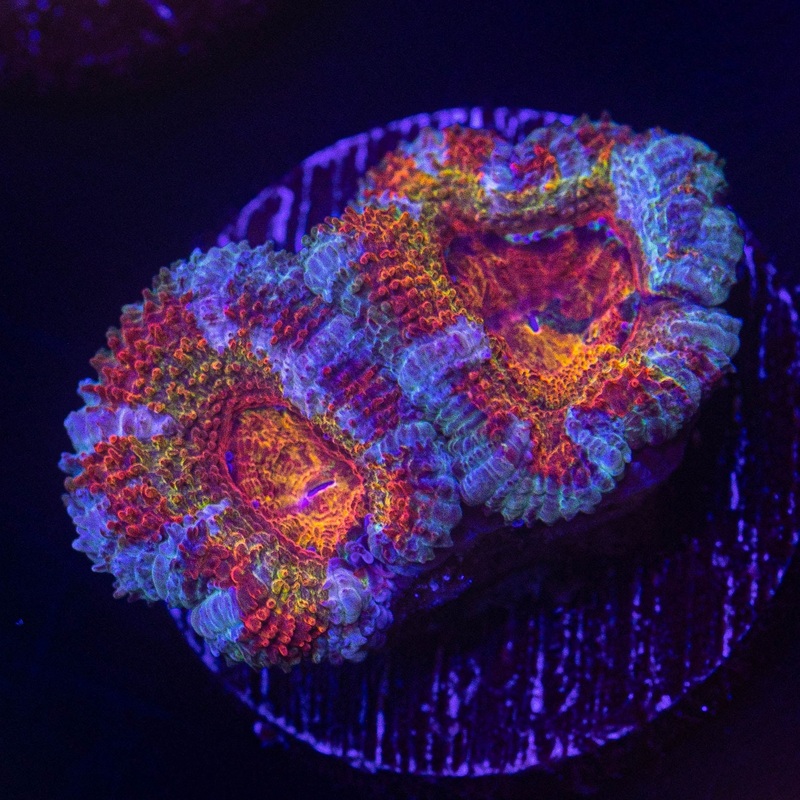 Agent Orange Acan