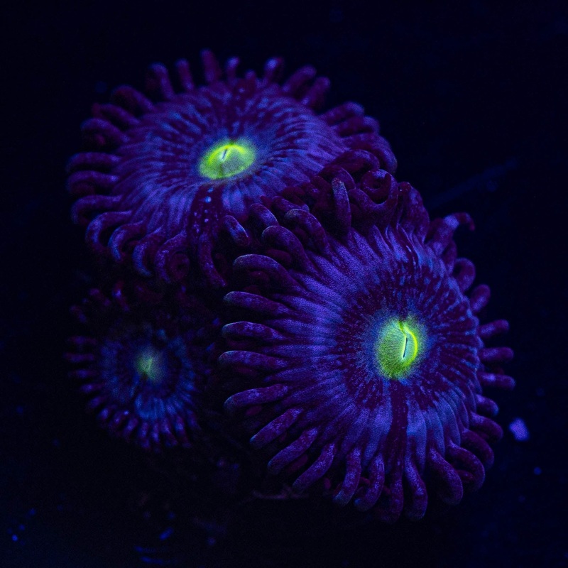 Blue Dream Zoas