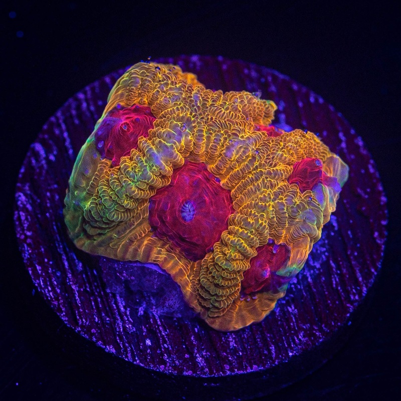 Fascination Favia