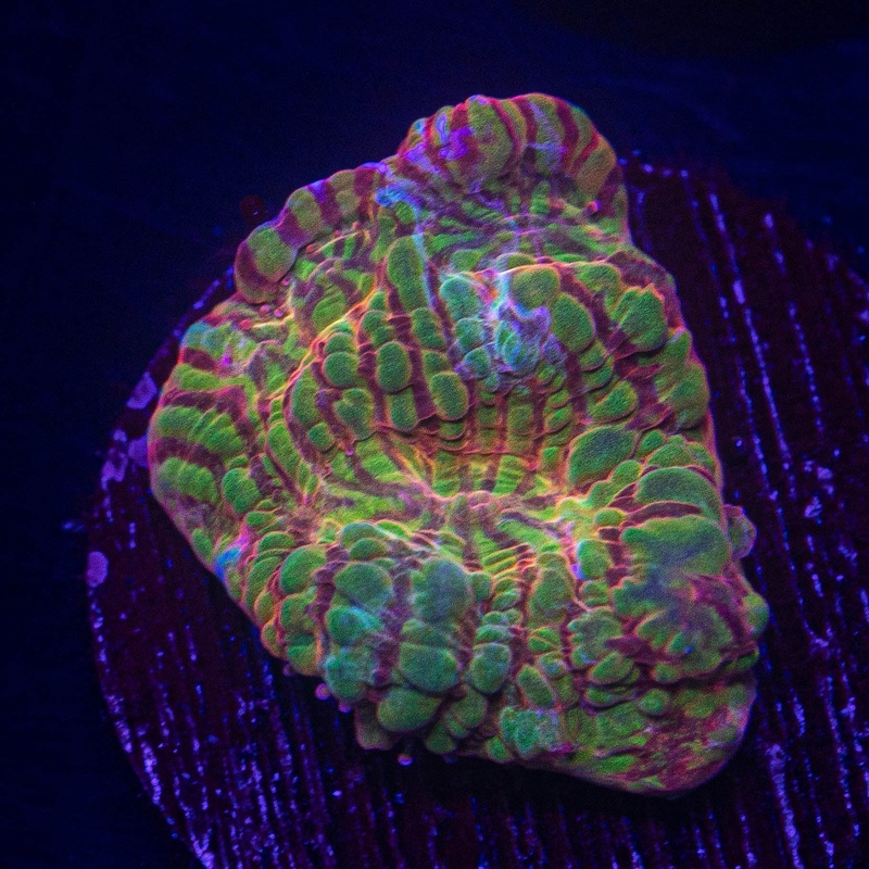 LRO Rainbow Convict Chalice