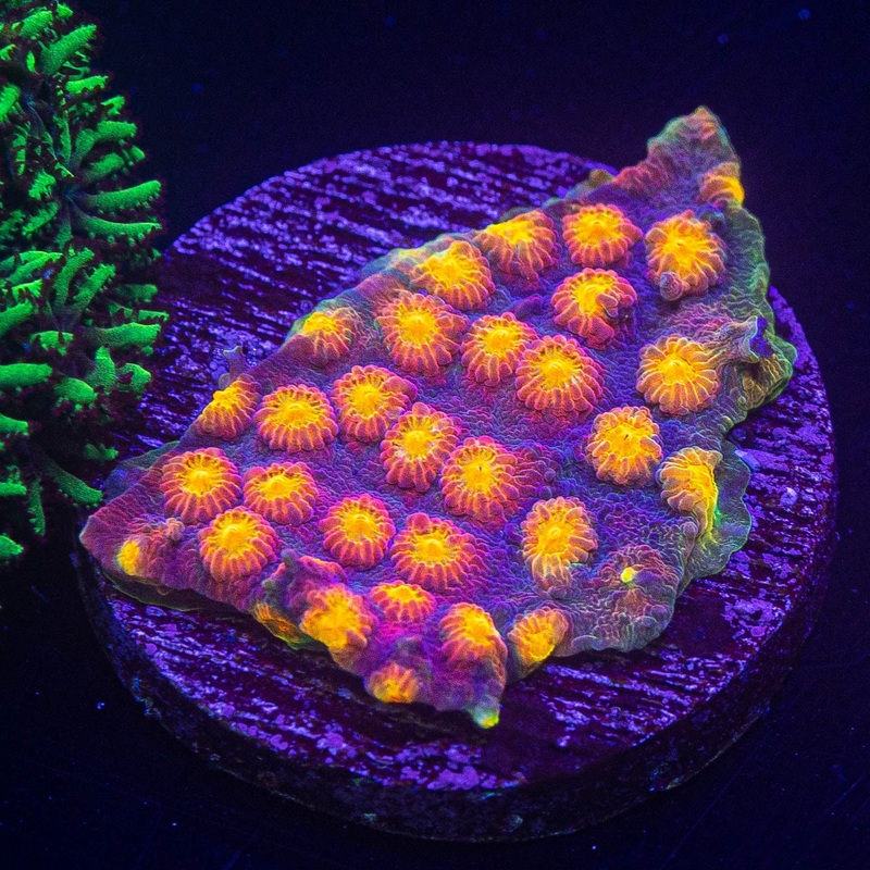 LRO Rainbow Madness Cyphastrea