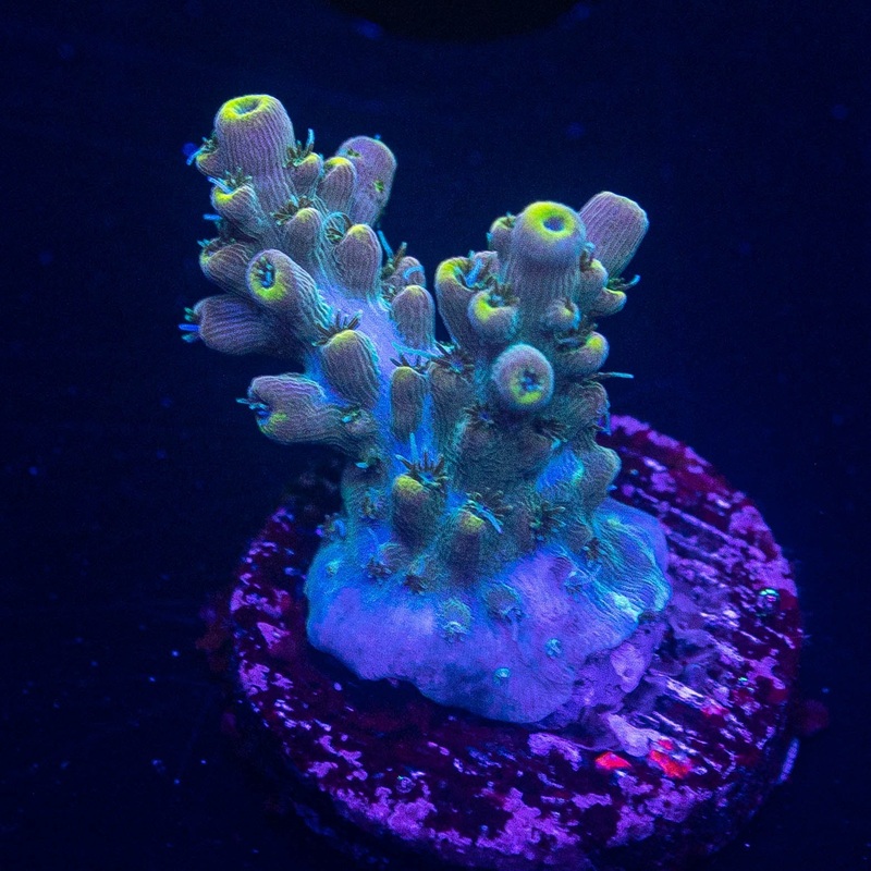 LRO Teal Latistella
